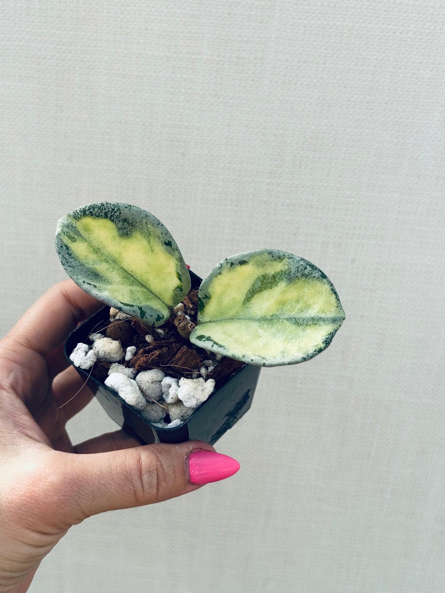 Hoya Argentea Princess