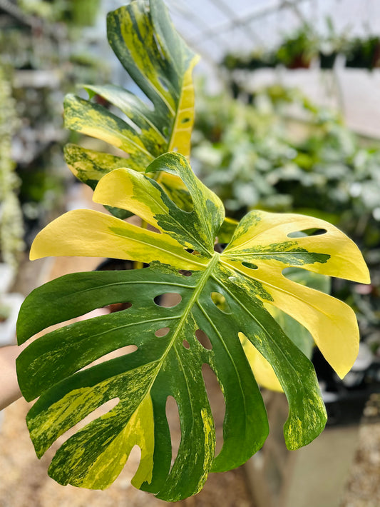 Monstera Yellow Marilyn