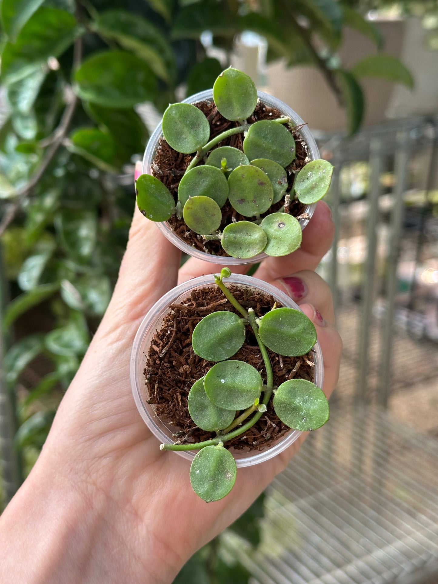 Dischidia Major