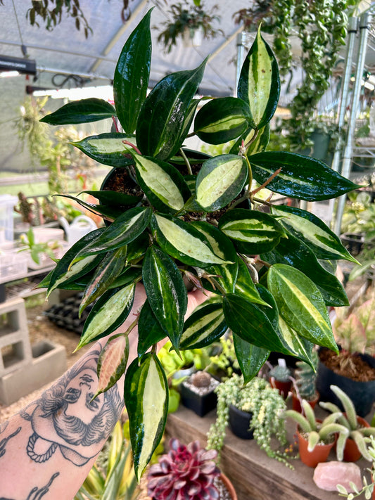 Hoya Macrophylla Inner Variegated ‘Pot of Gold’