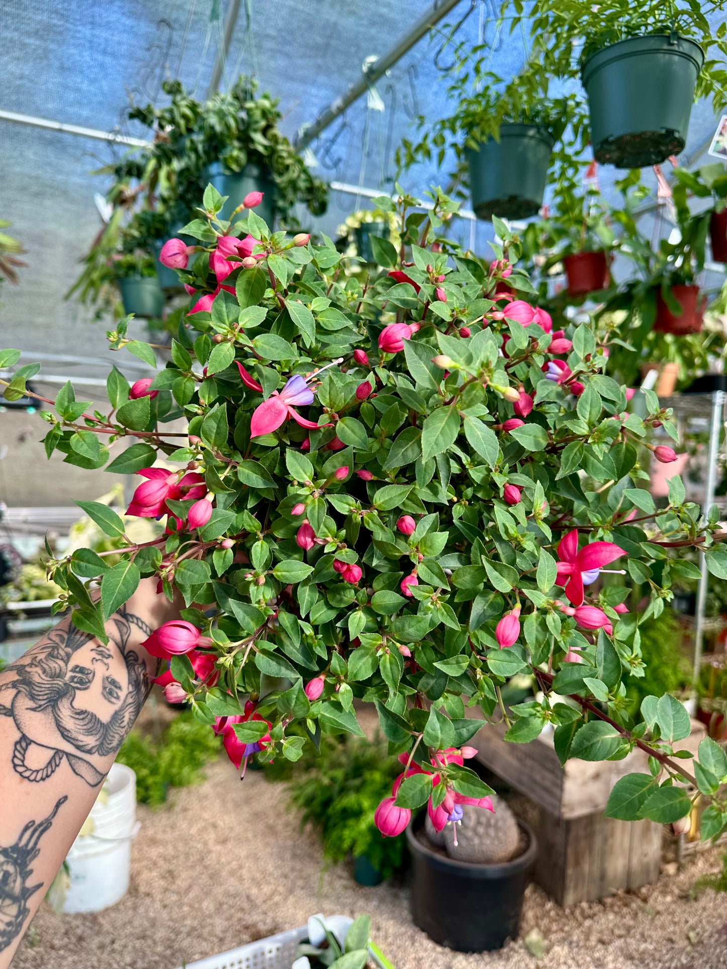 Fuschia