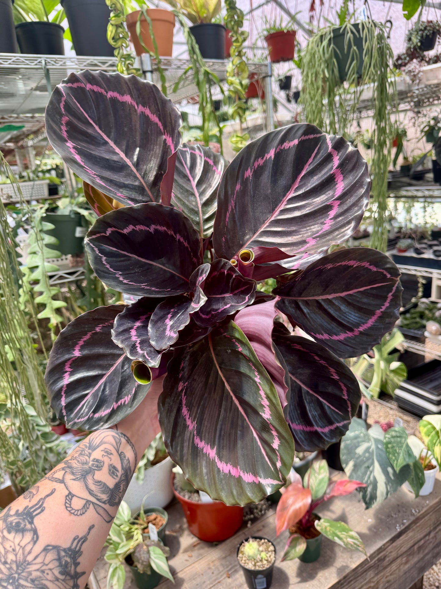 Calathea Dottie