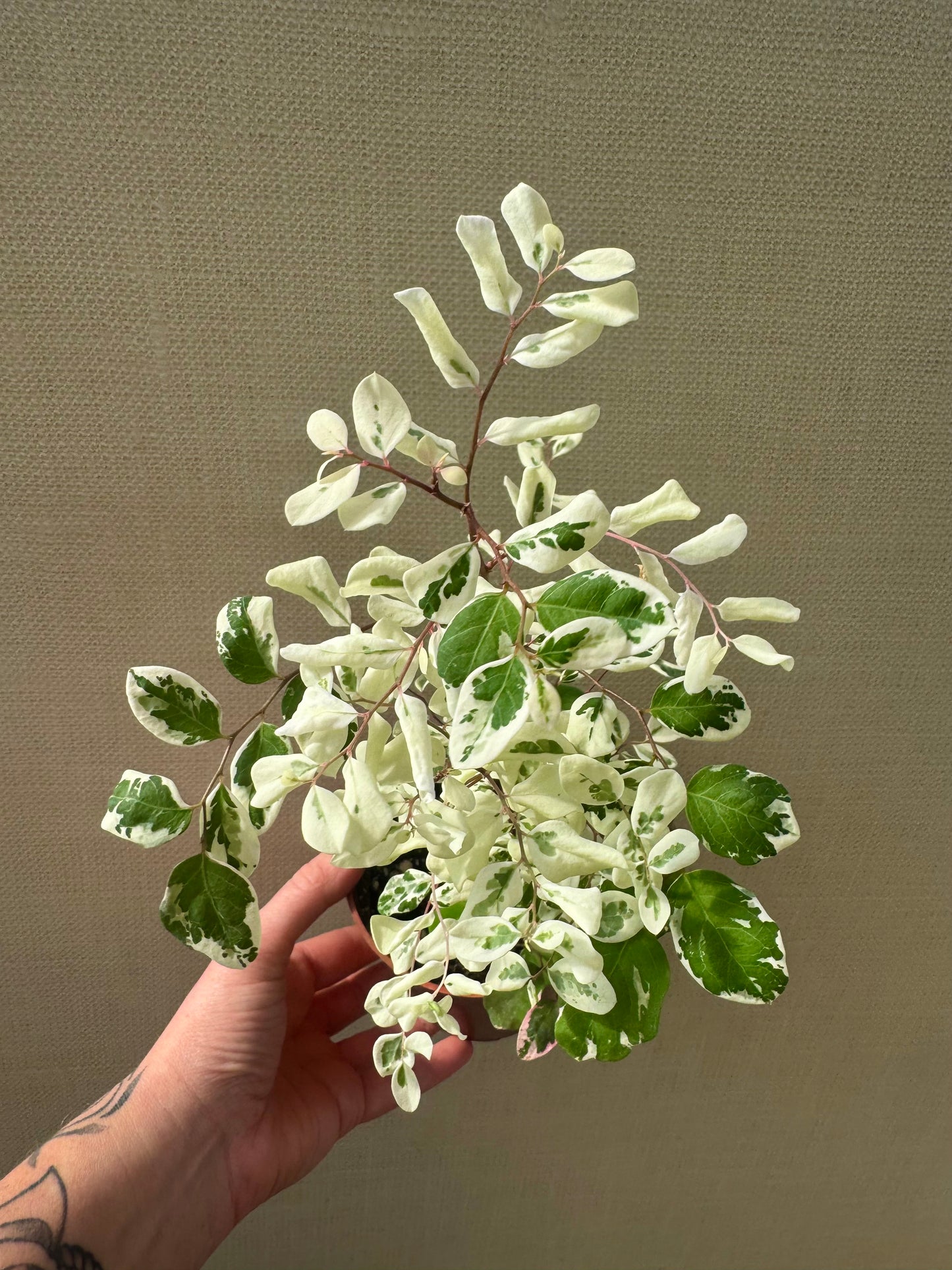 Breynia Disticha “Snowbush”