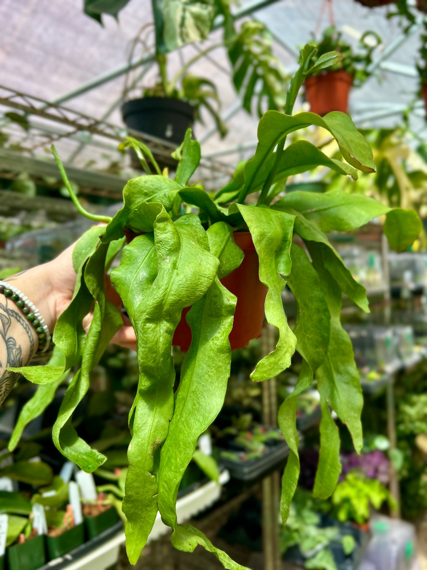 Queen of the Night Orchid Cactus