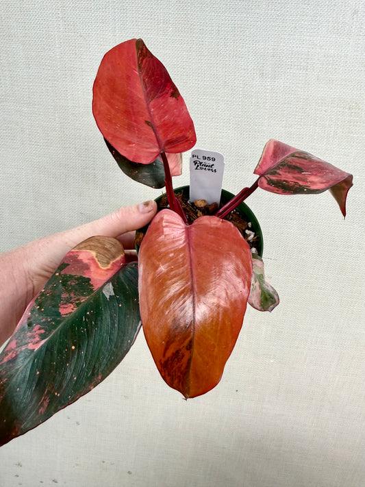 Philodendron Princess of Fire