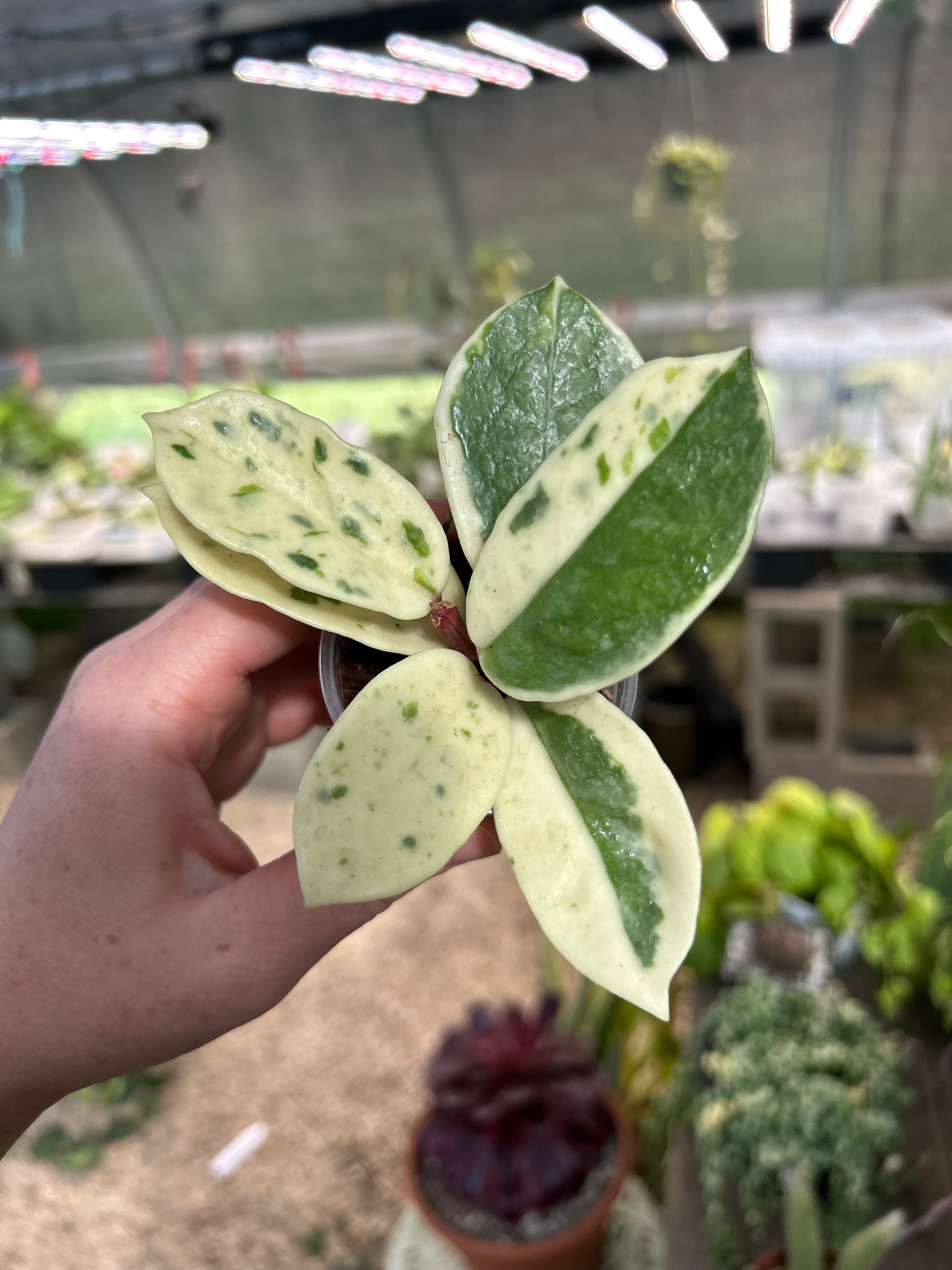Hoya Madara Snow Angel – We Are Plant Lovers