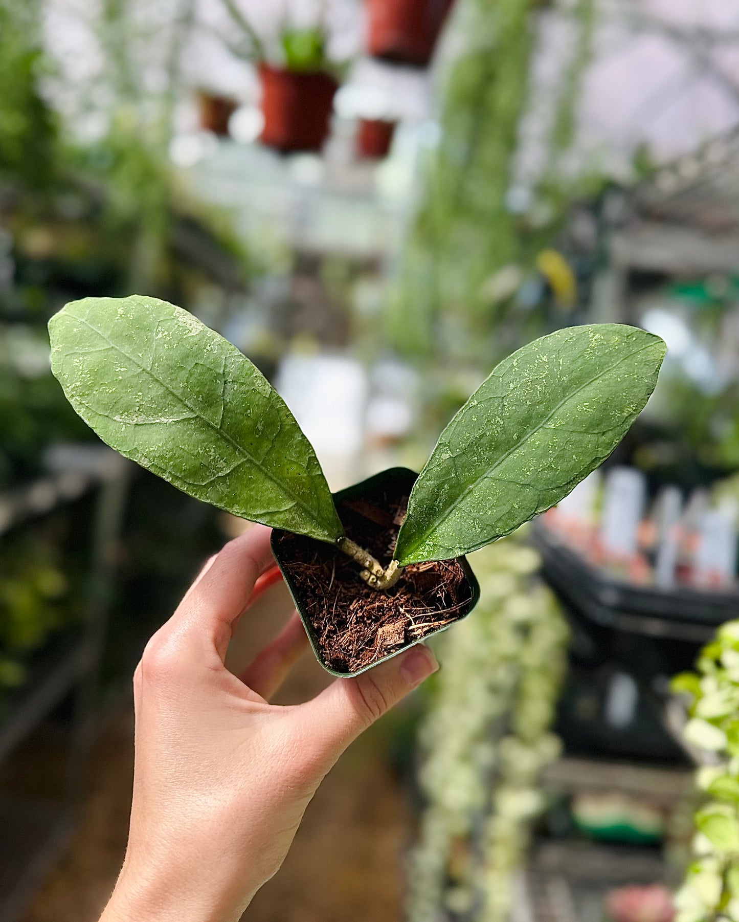 Hoya Perak Teddy Bear (Yellow Corona)