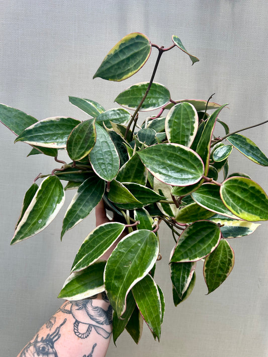 Variegated Hoya Macrophylla