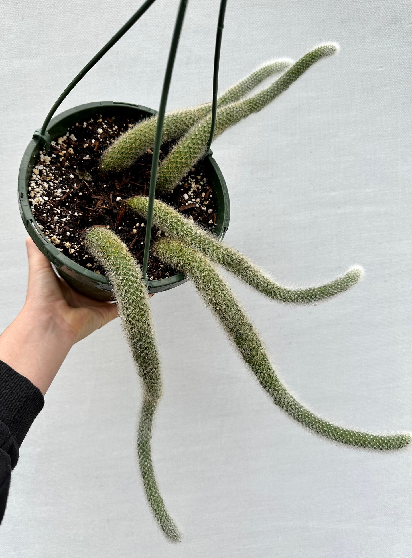 Monkey Tail Cactus