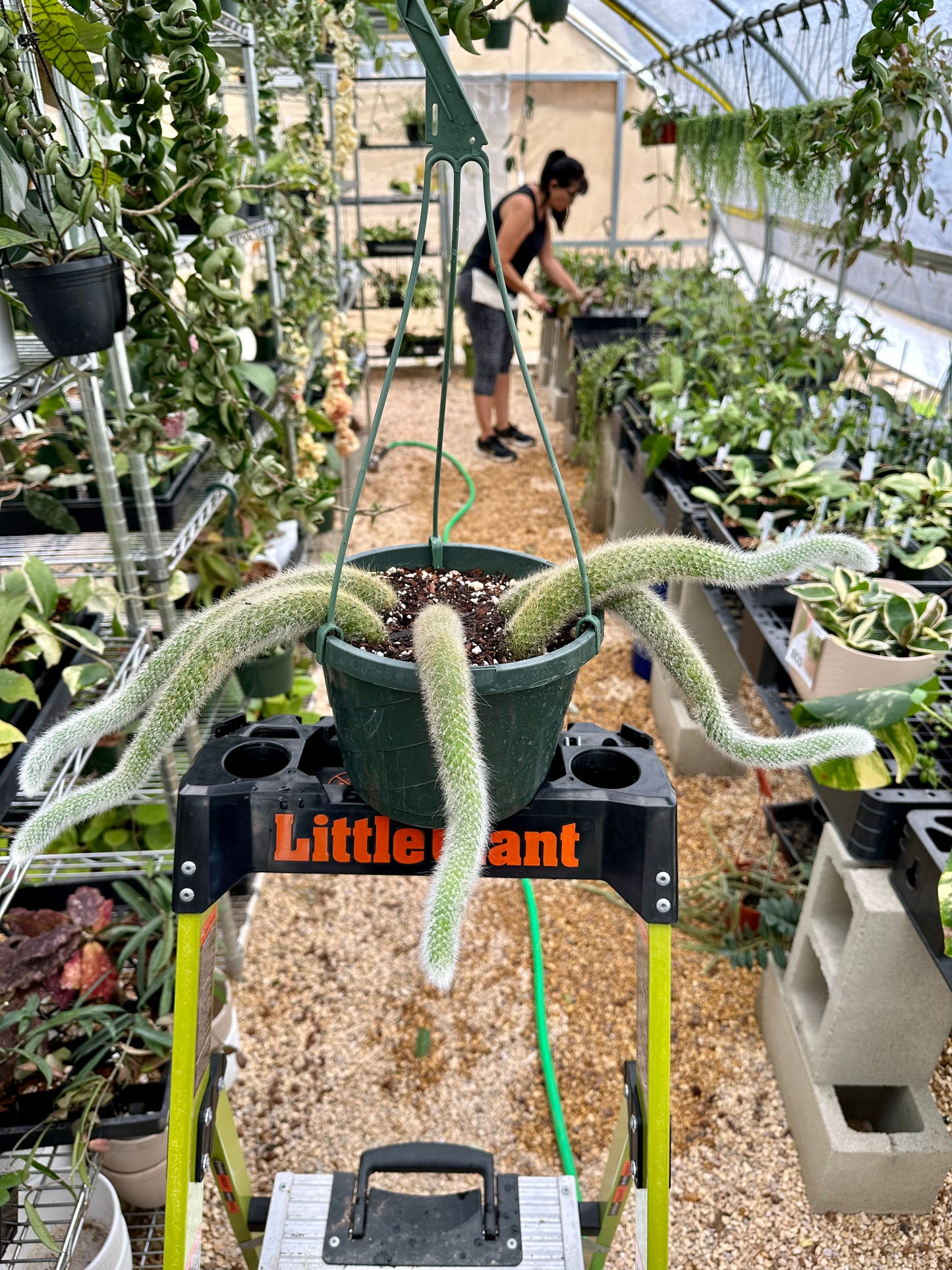 Monkey Tail Cactus