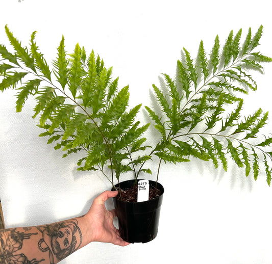 Drynaria Rigidula Fern