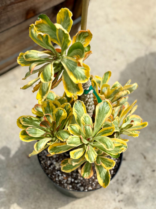 Euphorbia Ponsoniio