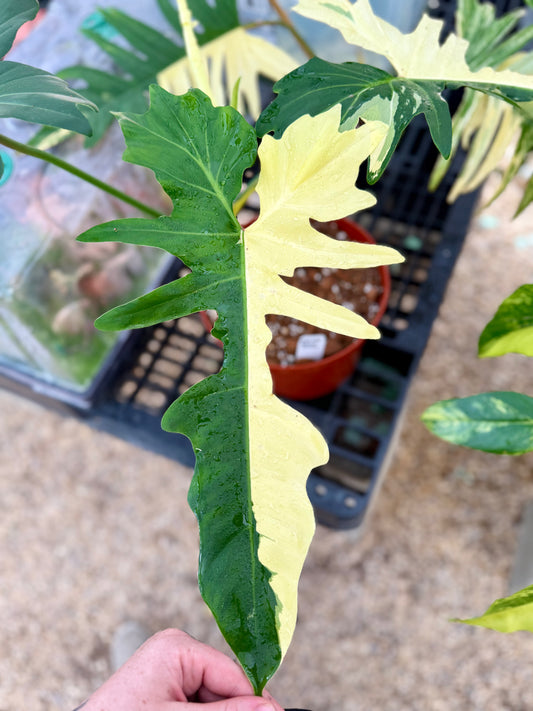 Variegated Golden Dragon