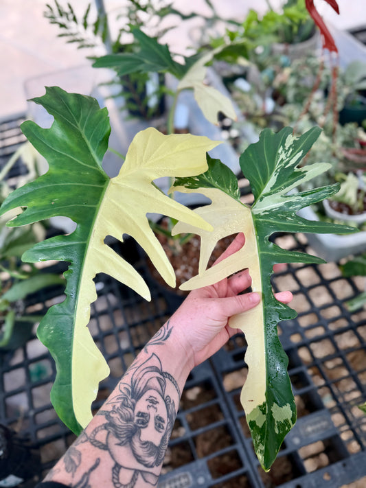 Variegated Golden Dragon
