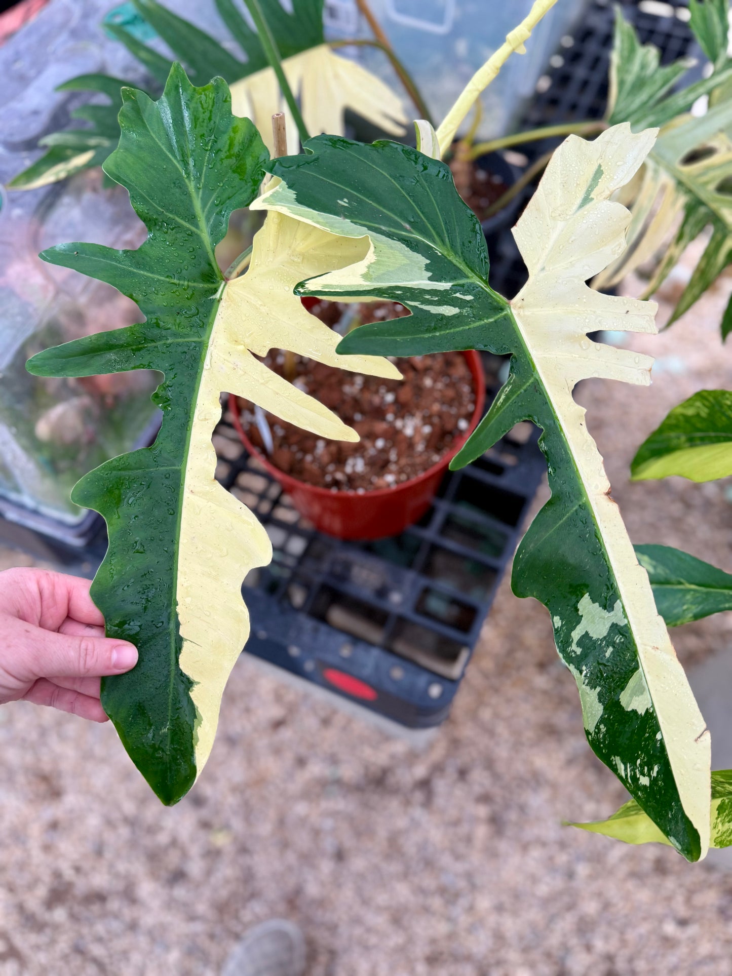 Variegated Golden Dragon