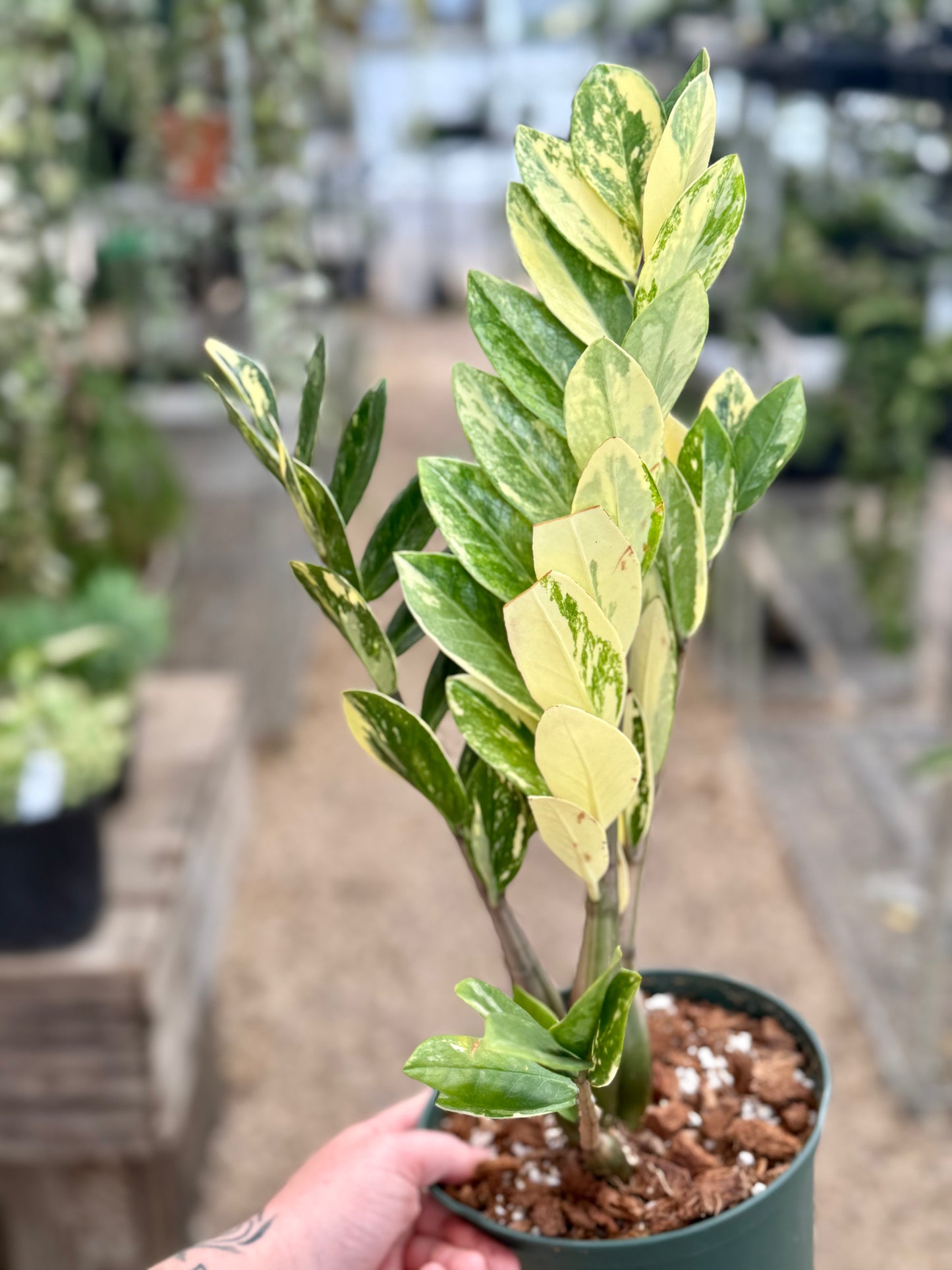 Variegated Zamioculcas Zamifolia