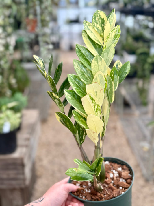 Variegated Zamioculcas Zamifolia