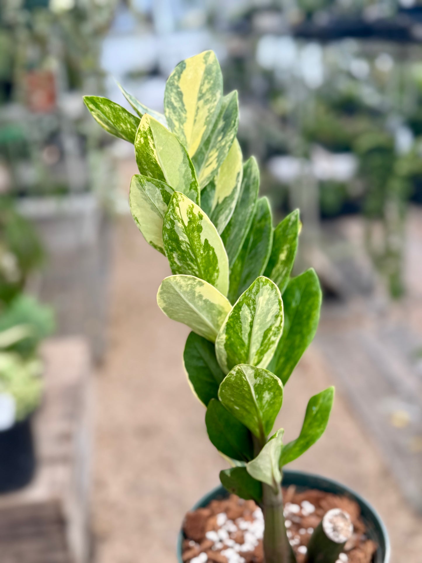 Variegated Zamioculcas Zamifolia