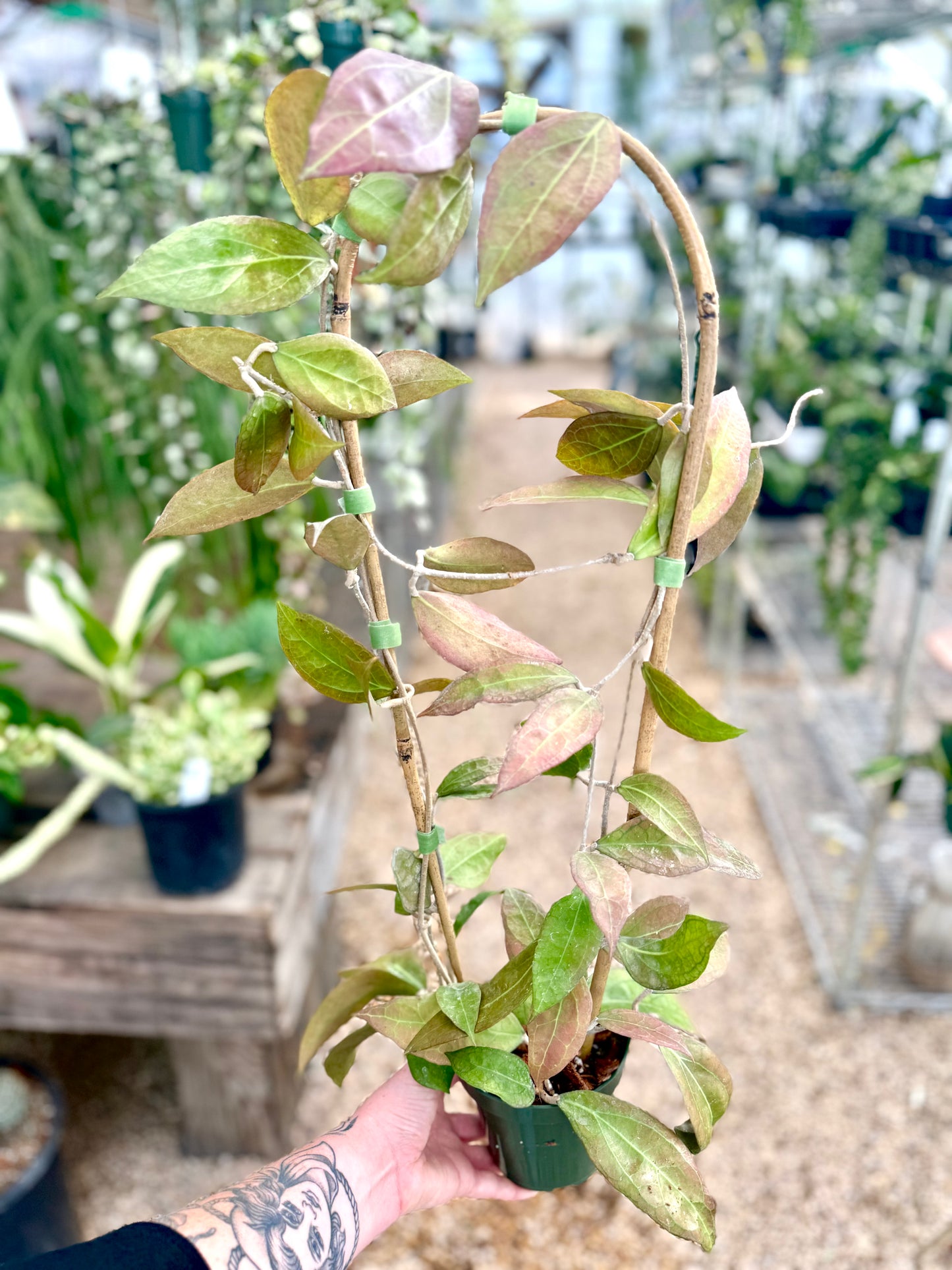 Hoya Tequila Sunrise