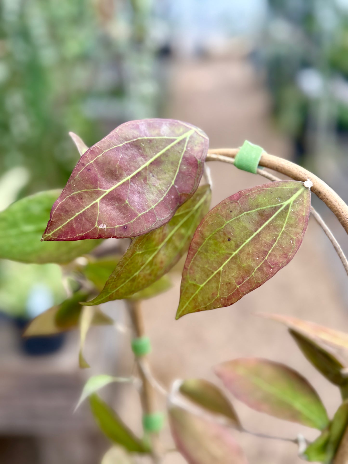 Hoya Tequila Sunrise