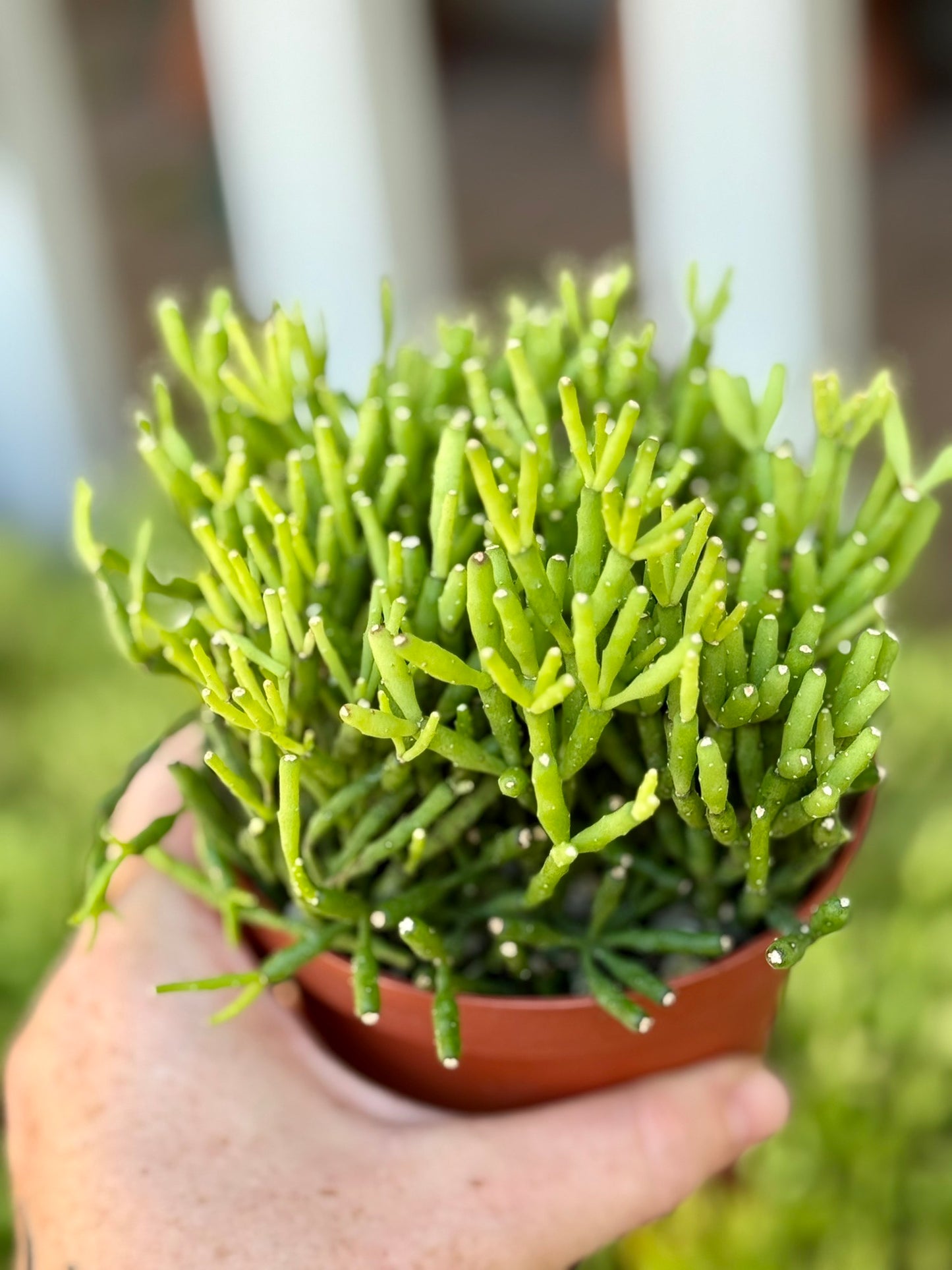 4” Rhipsalis