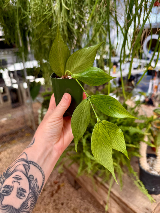 Classic Hoya Polyneura