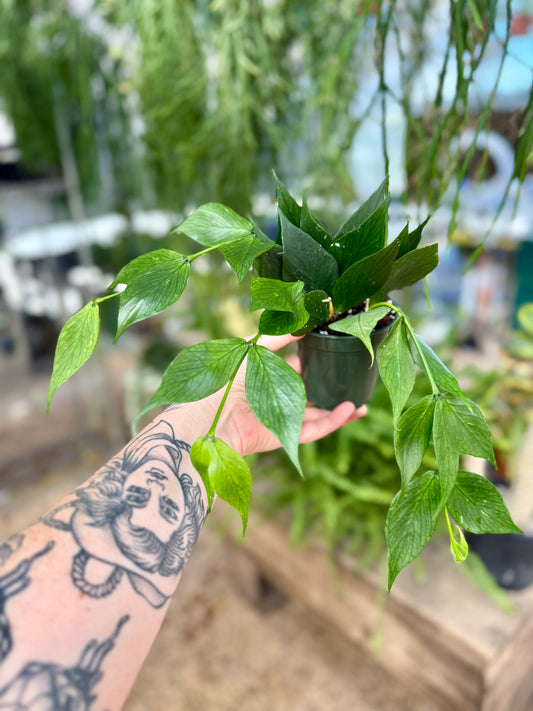 Classic Hoya Polyneura