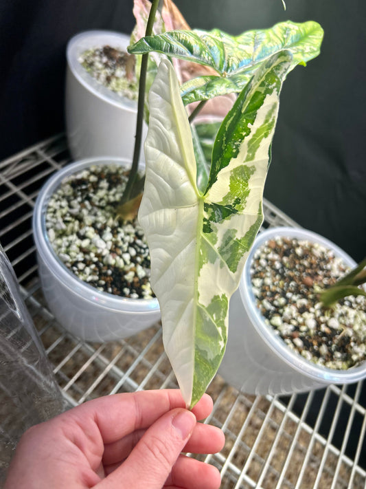 Variegated Alocasia Simpo Corm