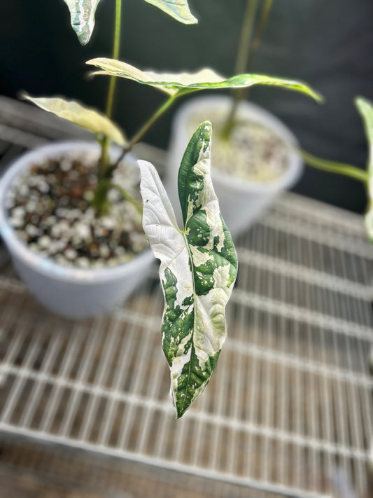 Variegated Alocasia Simpo Corm
