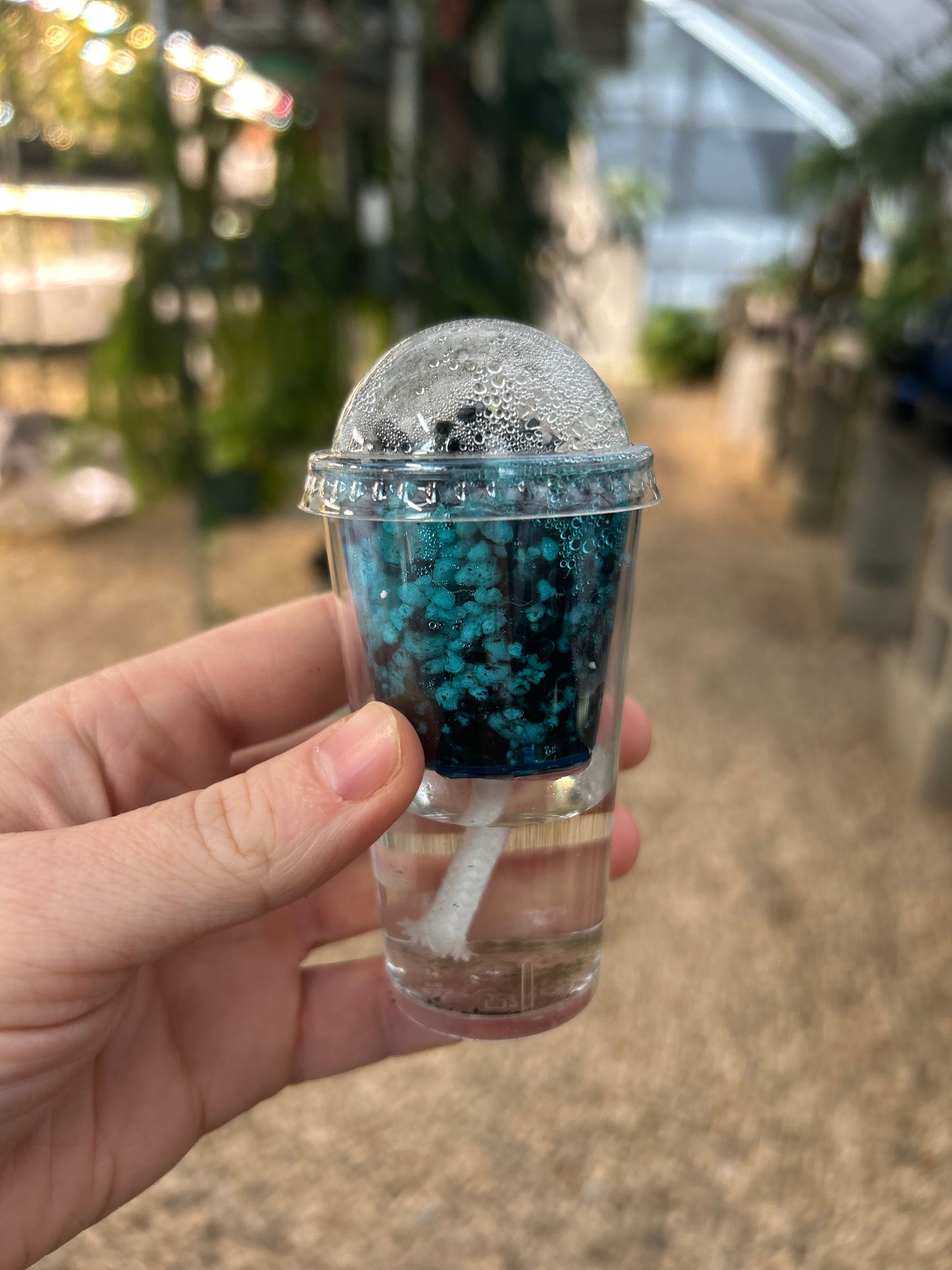 Silver Dragon Aurea Corm