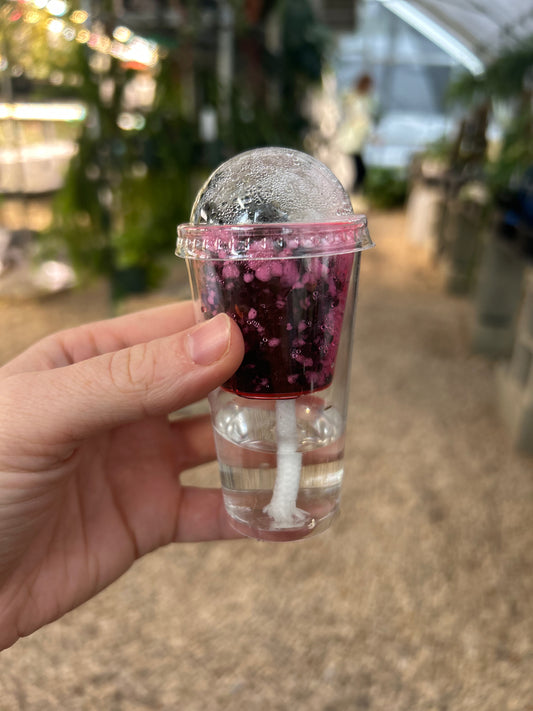 Alocasia Pink Chanti Corm