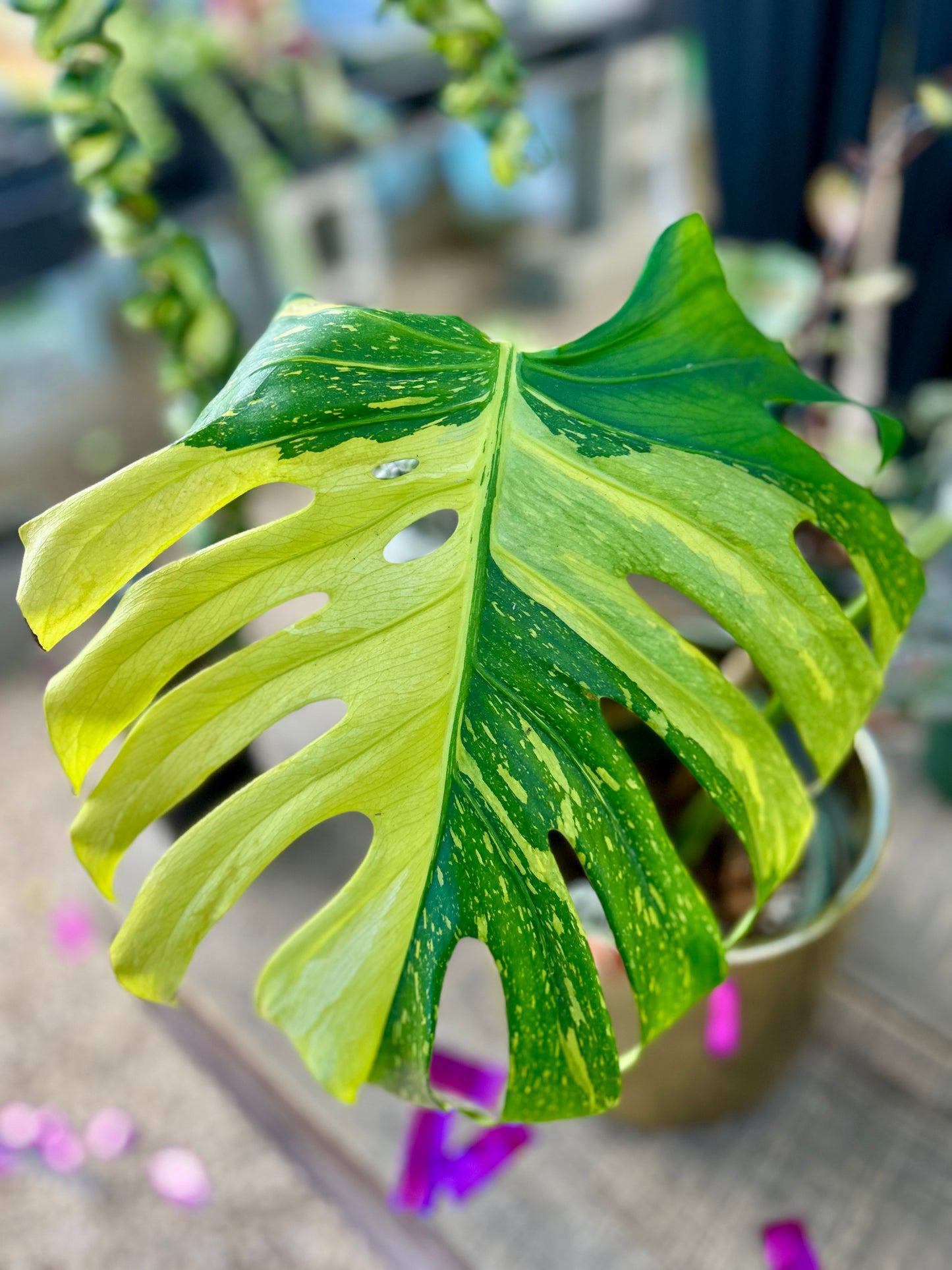 Monstera Electrolyte Raffle Ticket