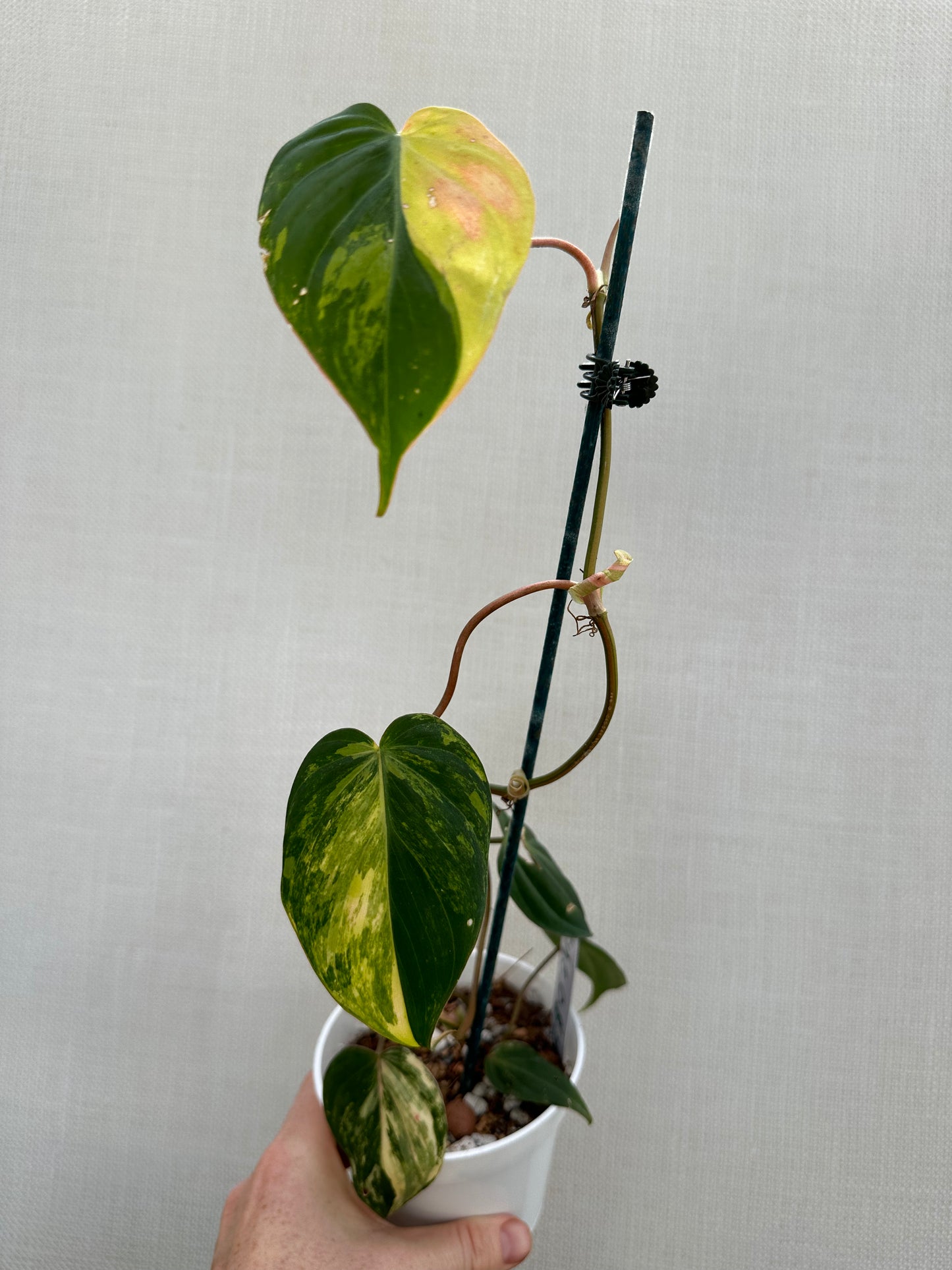 Variegated Micans
