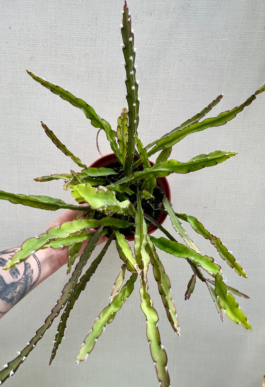 Rhipsalis Hurricane