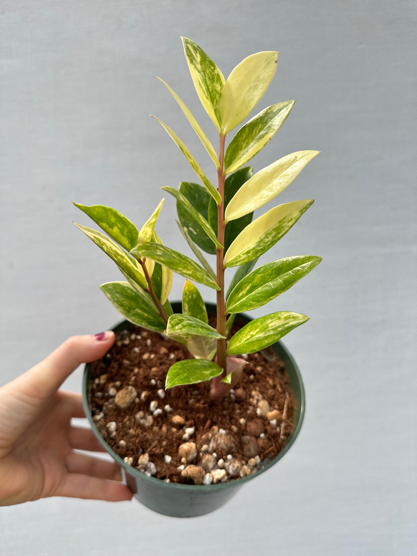 Variegated Zamioculcas Zamifolia
