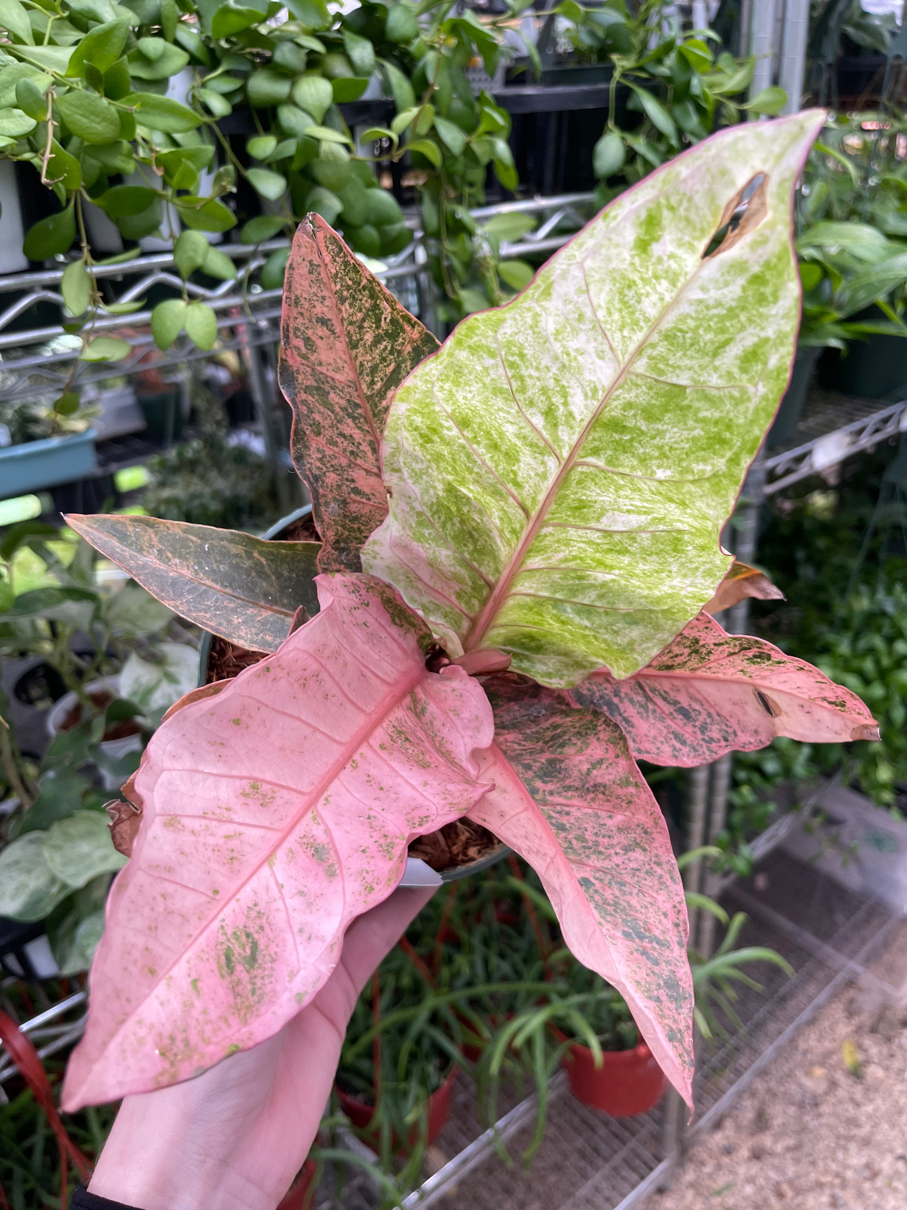 anthurium renaissance variegated pink Anthurium Renaissance – We Are Plant Lovers