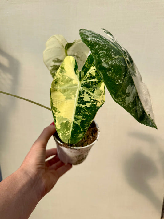 Alocasia Frydek Variegated