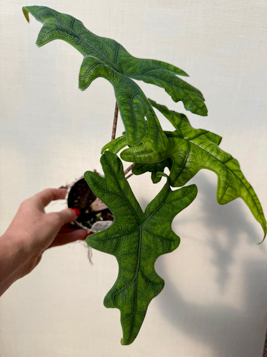 Alocasia Jacklyn