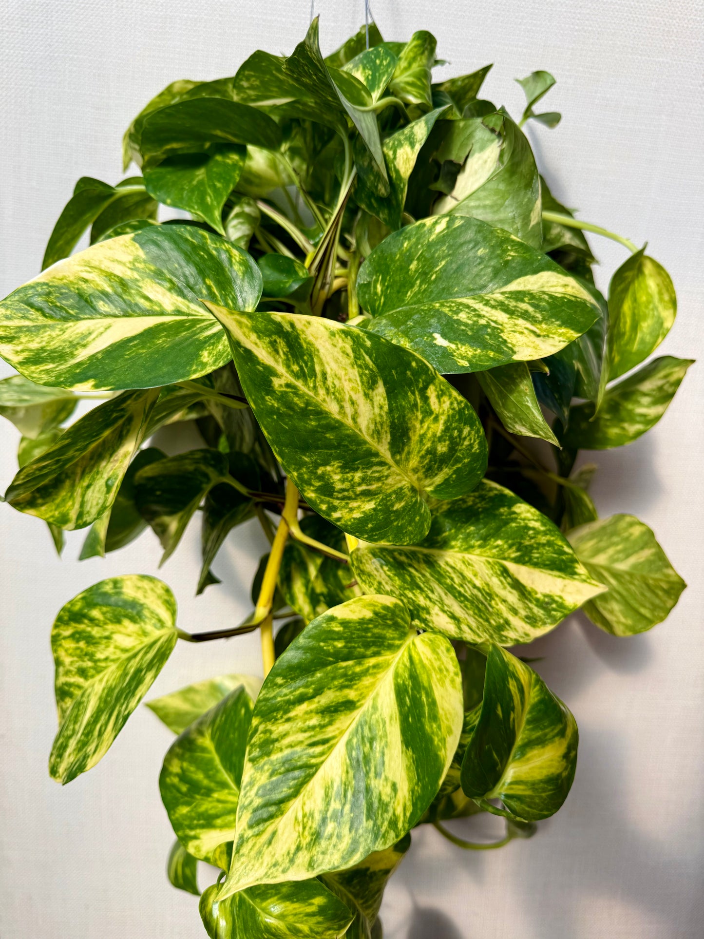 Patricio Pothos