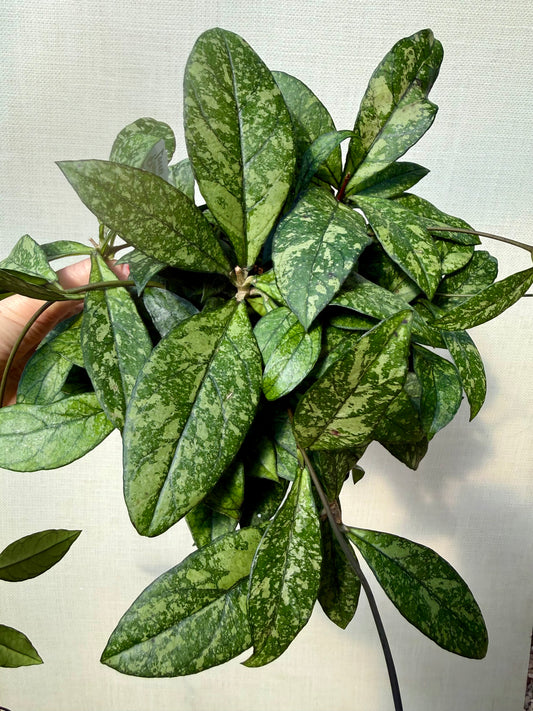 Hoya Crassipetiolata Splash