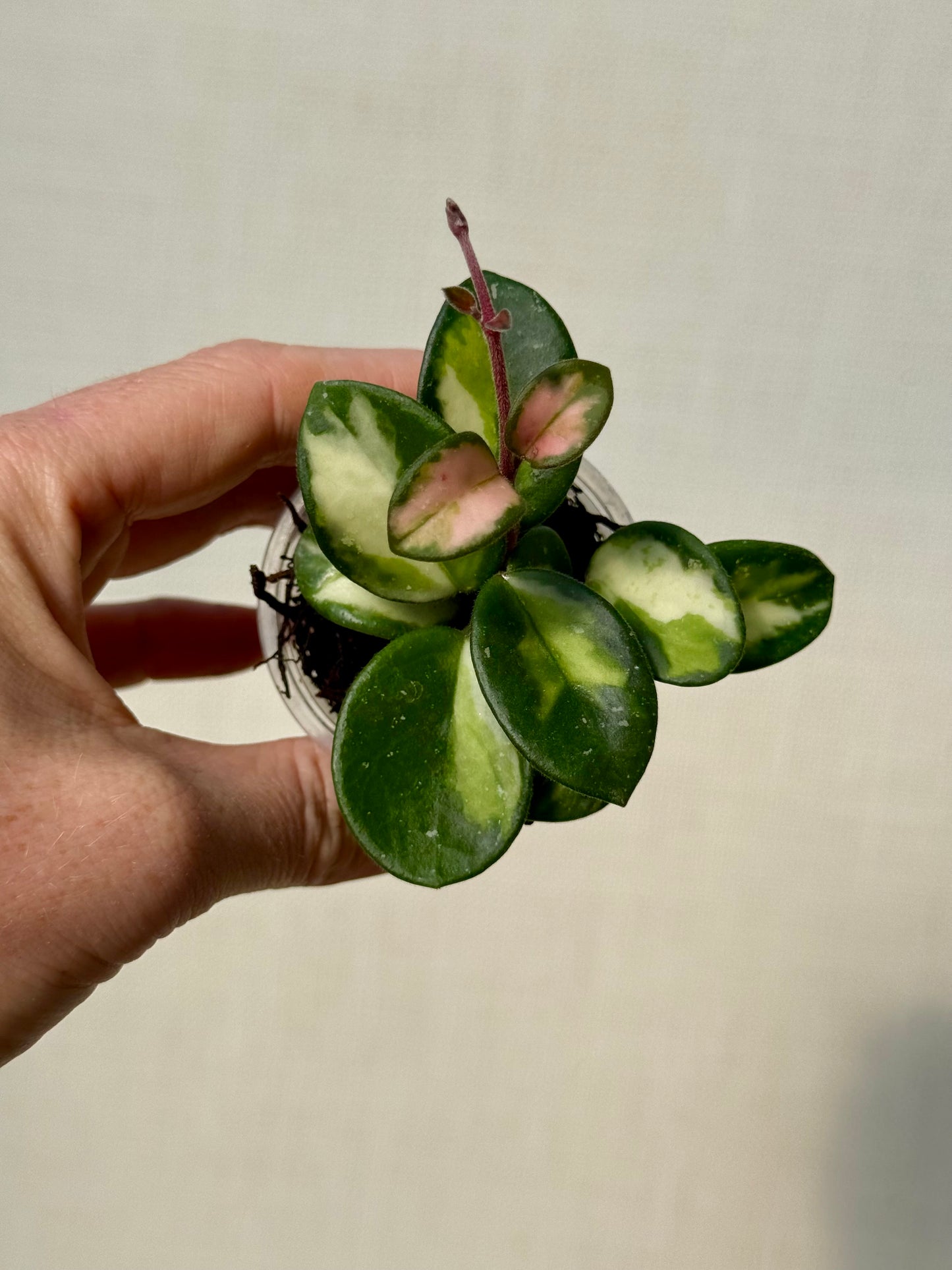 Hoya Mathilde Inner Variegated