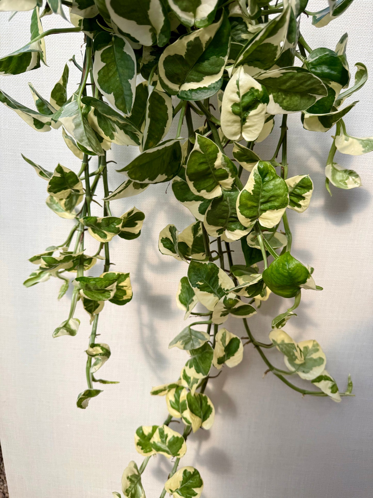 Njoy Pothos