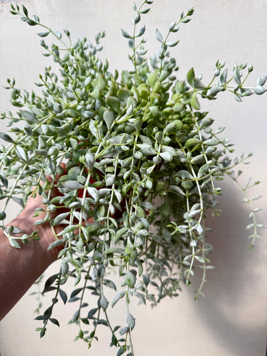 Cotyledon Pendens