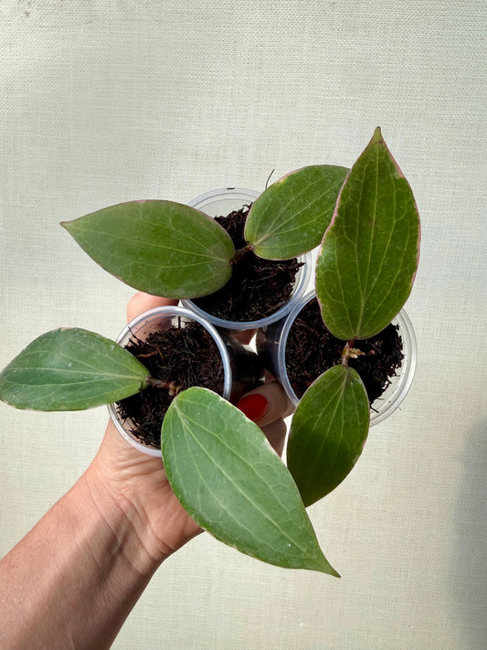 Hoya Blashernaezii Albo