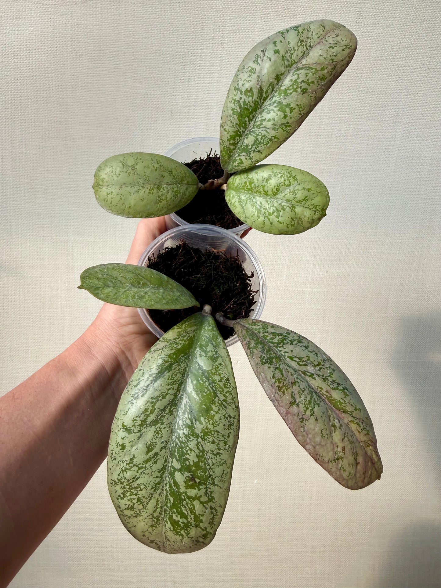 Hoya Lorelai