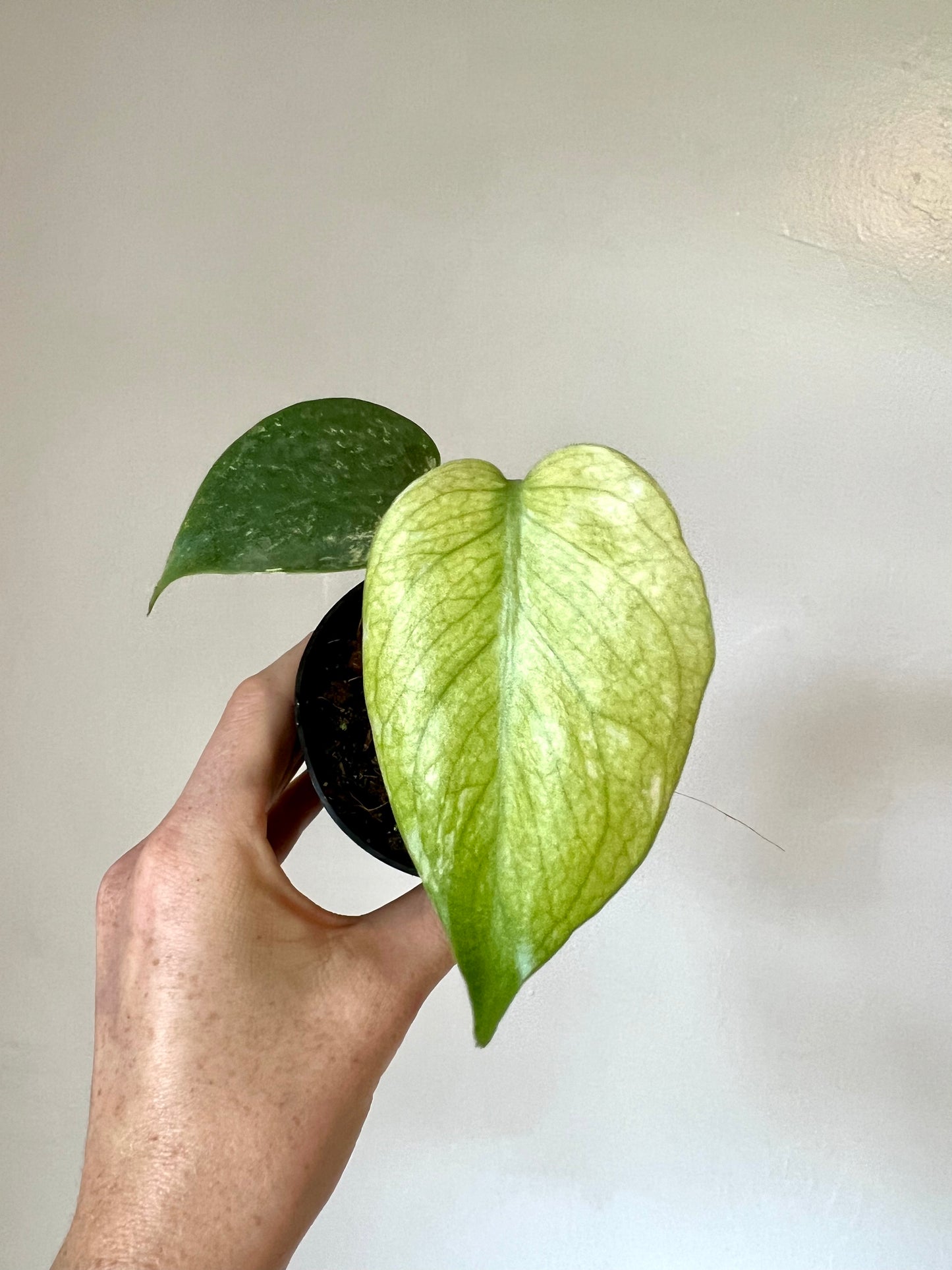Monstera Mint