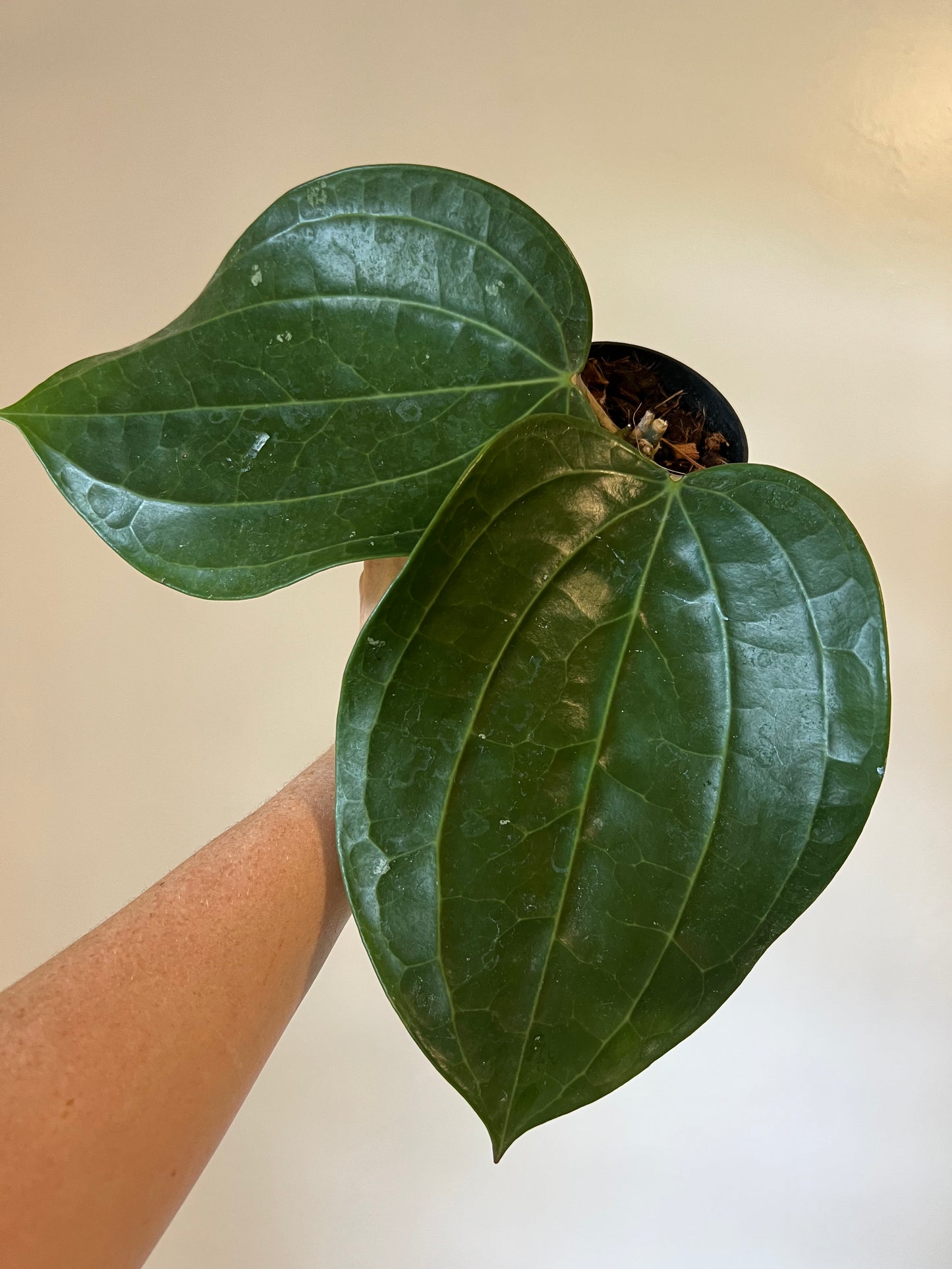 Hoya Latifolia ‘Dinner Plate’