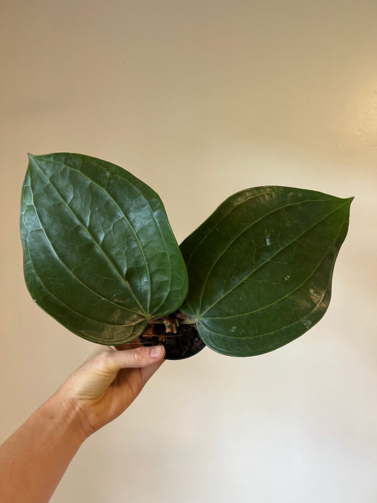 Hoya Latifolia ‘Dinner Plate’