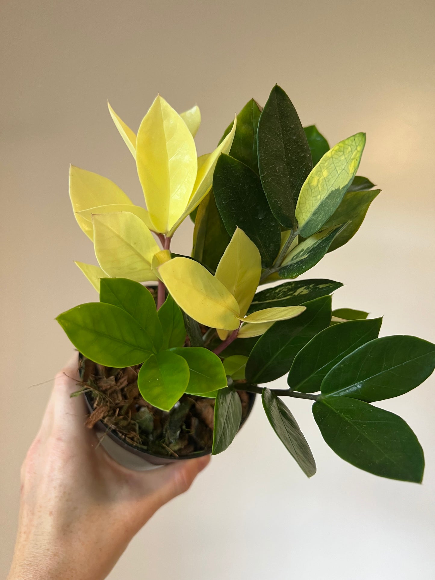 Variegated Zamioculcas Zamifolia