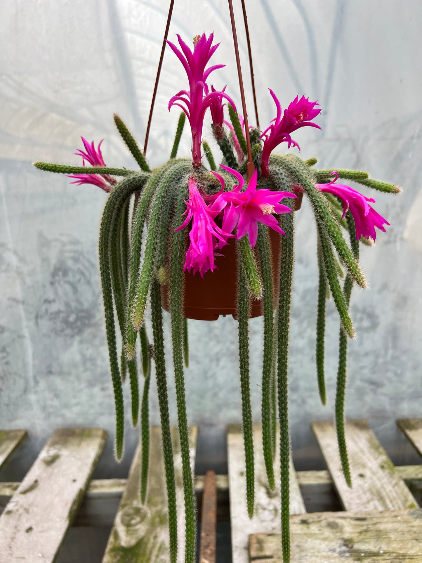 Rat Tail Cactus